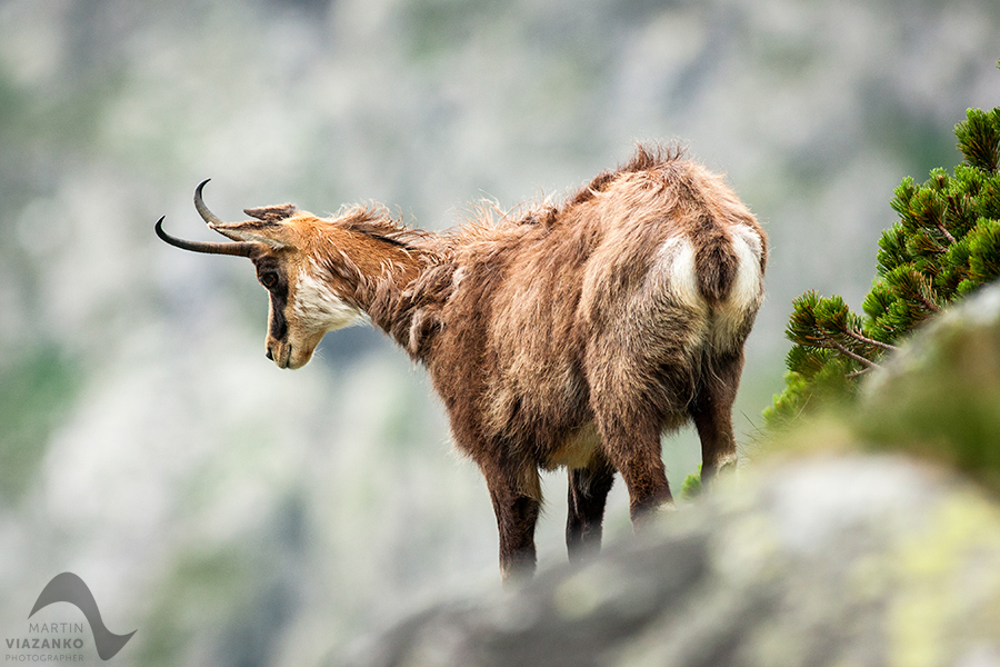 kamzik vrchovský tatranský, rupicapra rupicapra tatrica, chamois, gemse, wildlife, photo, divoká príroda, kamzík alpský, vysoké tatry, foto, high tatras